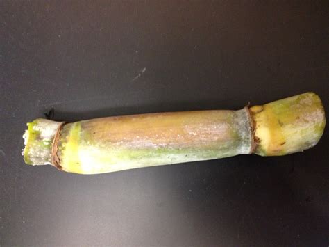 Sugarcane Disease Detection Lab Lsu Department Of Plant Pathology And