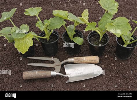 Planting Of Vegetable Seeds In Prepared Soil Stock Photo Alamy