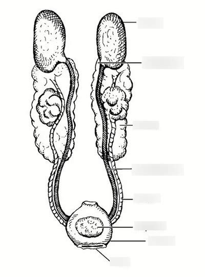 Cc4h Poultry Male Reproductive Tract Diagram Quizlet