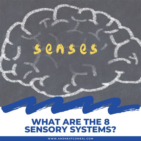 What Are The 8 Sensory Systems Your 8 Senses Explained And Next