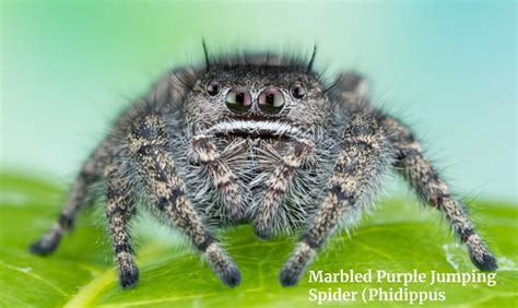 Marbled Purple Jumping Spider (Phidippus purpuratus)