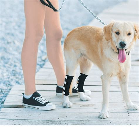 Tutore Per Zampa Posteriore Cane E Gatto Cheepet Gallerani Store