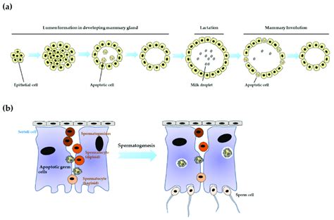 Roles Of Apoptotic Cell Clearance In Organogenesis A During Mammary