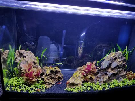 First Shrimp Tank Fluval Spec V R Aquariums