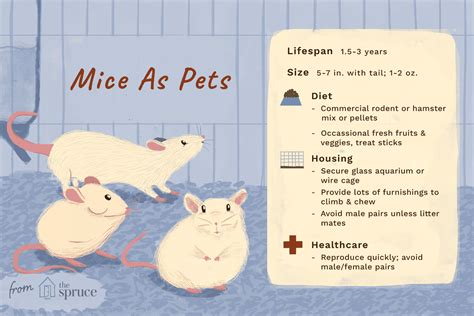 Keeping And Caring For Mice As Pets