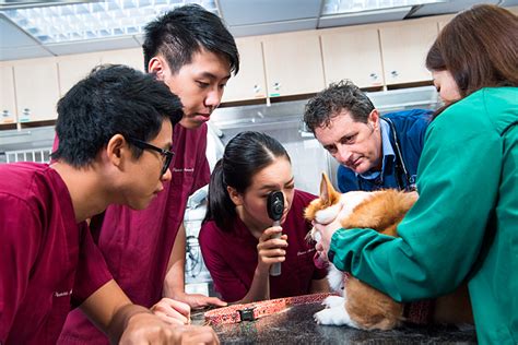 An International Accredited Veterinary School For Hong Kong Cornell