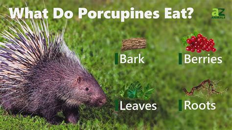 Porcupine - A-Z Animals