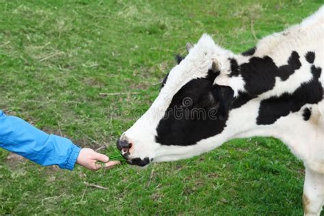 Farmer Feeding Cow with Grass in Field, Closeup Stock Image - Image of beautiful, grass: 247771499