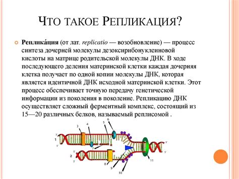 Репликация ДНК - презентация онлайн