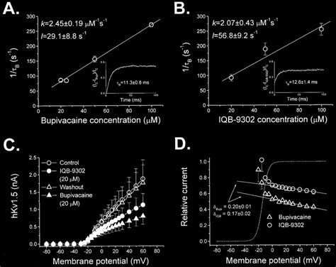 Time And Voltage Dependent Block Of HKv1 5 Channels Induced By