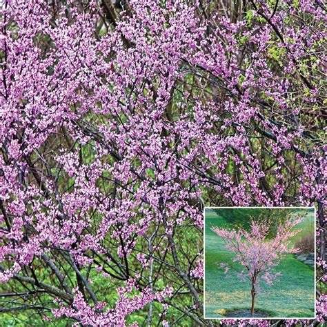 Spring Hill Nurseries Pink Flowering Tree Redbud Dormant Starter