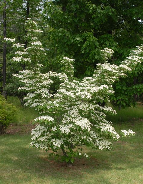 Cornus kousa (Chinese Dogwood, Japanese Dogwood, Kousa Dogwood) | North ...