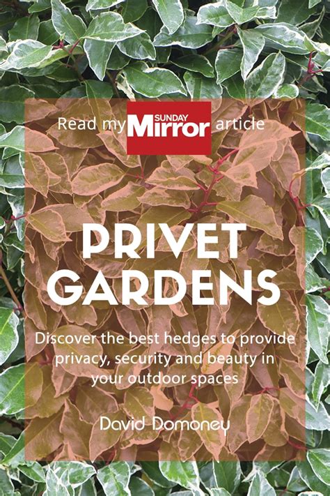 Sunday Mirror Article Privet Gardens David Domoney