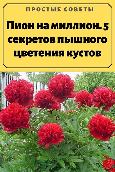 сад и огород | Цветоводство, Небольшие цветники, Цветы во дворе
