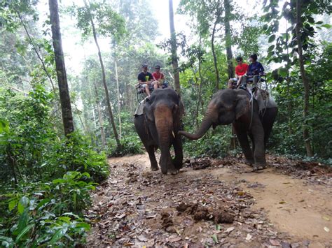 Elephant Treking Deutsche Tauchschule Phuket