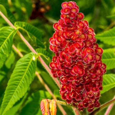 Sumac Tree Types, Purposes Cautions LoveToKnow, 51% OFF