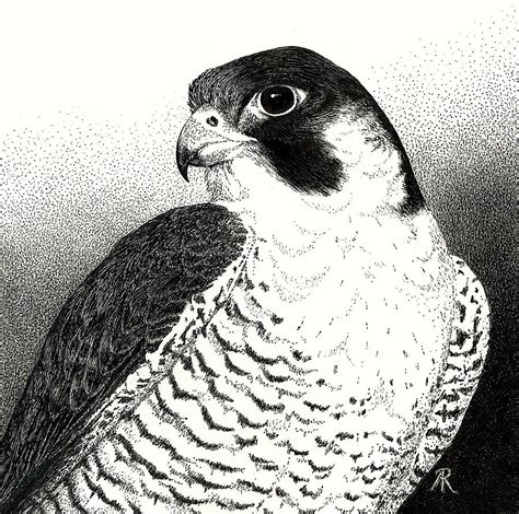 Peregrine Falcon Drawing By Ann Ranlett