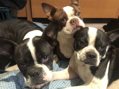 Boston Terrier Puppies Petclassifieds