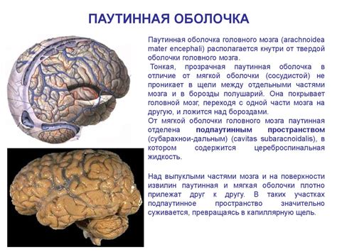 Оболочки головного и спинного мозга - презентация онлайн