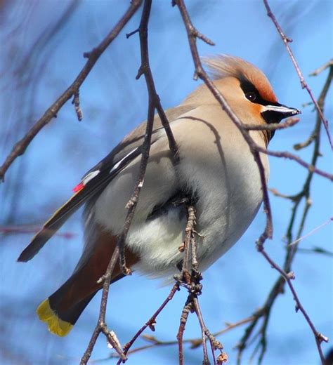 Bohemian Waxwing Most Beautiful Birds Bird Bohemian Waxwing