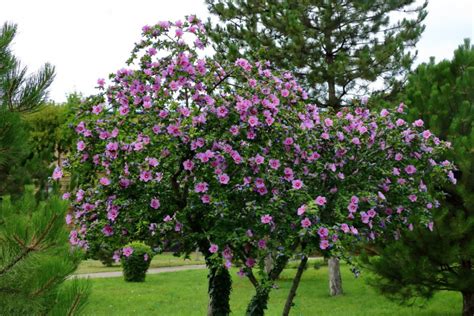 Gartenhibiskus Hibiscus syriacus richtig pflegen und gießen