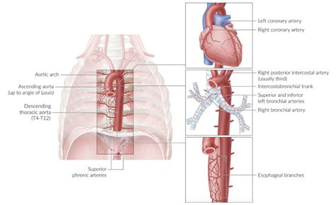 Thoracic Cavity Anatomy Posterior