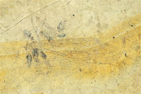 Detailed Fossil Crane Fly Tipula France For Sale