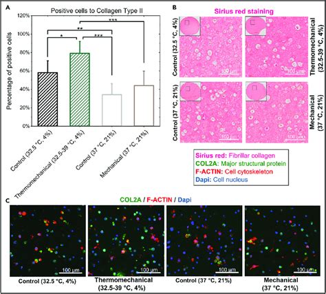 Histological And Immunofluorescence Staining For Collagen Type Ii