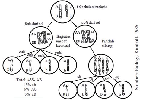 Pautan Dan Pindah Silang