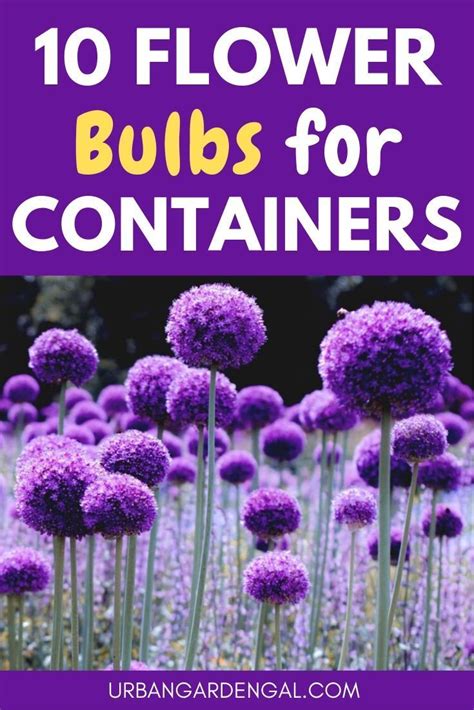 10 Best Flower Bulbs For Containers Artofit