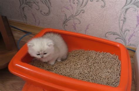 8 вещей, которые нужно знать про кошачий туалет | КотоВедение | Дзен