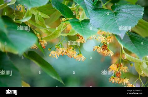 Lime Tree Blossoms Tilia Species Are Large Deciduous Trees Reaching