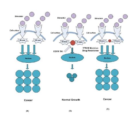 6 (A) Overexpression of EGFR causes abnormal cell growth (B) The ...