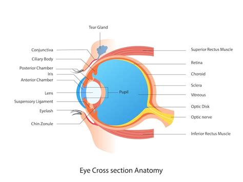 Oog Dwarsdoorsnede Anatomie Menselijk Oog Structuur Regeling Medische