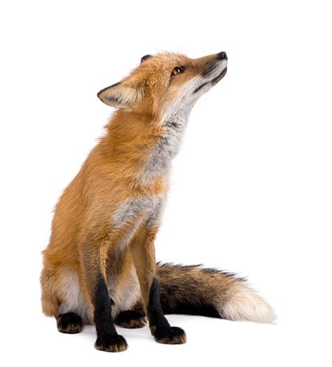 5800 Fox Sitting Down Stock Photos Pictures And Royalty Free Images