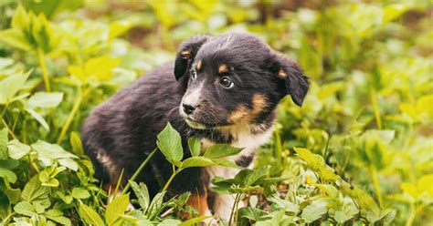 Mon chien a peur 8 conseils pour le comprendre et traiter son anxiété