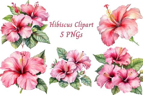 Pink Hibiscus Flower Clipart