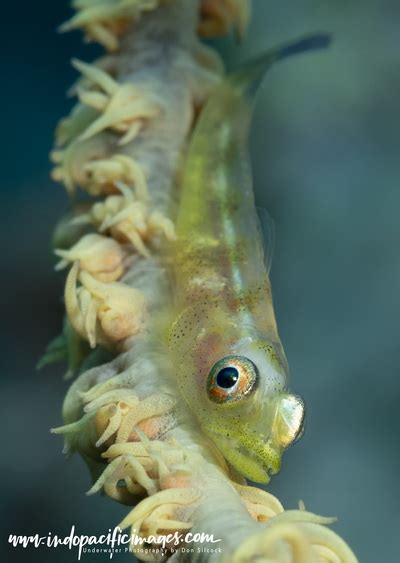 Milne Bay North Coast Dive Sites An Overview Indopacificimages