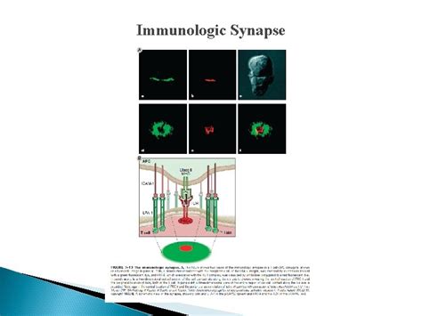 Chapter 7 Immune Receptors And Signal Transduction The