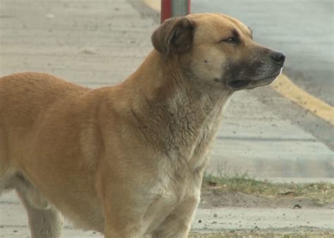 Atacan Perros Callejeros A Un Adulto Mayor Canal Chihuahua