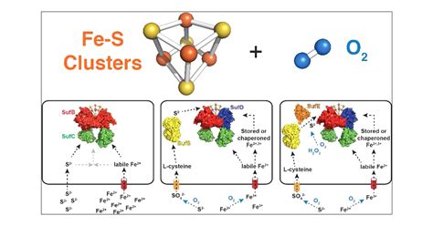 Interplay Between Oxygen And Fes Cluster Biogenesis Insights From The