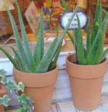 Todo Lo Que Necesitas Saber Sobre La Floraci N De Aloe Vera Consejos Y