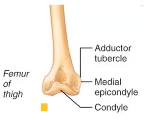 surface markings  bones flashcards quizlet