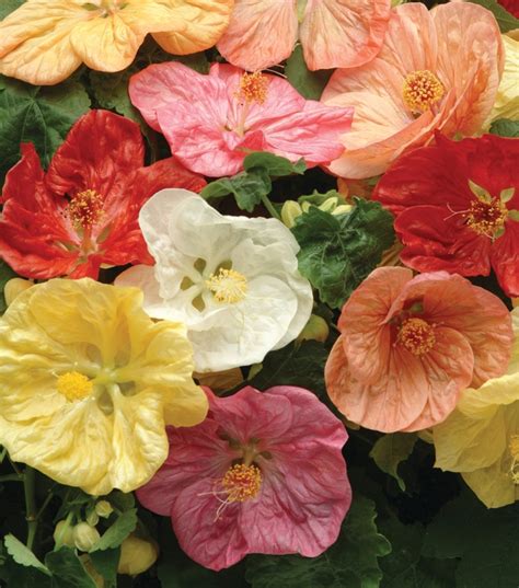 Abutilon Bella Mix Abutilon Eberts Greenhouse