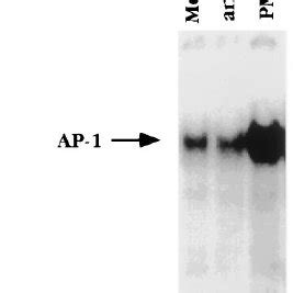 Anti Fas Does Not Induce AP 1 In Jurkat Cells Cells Were Incubated