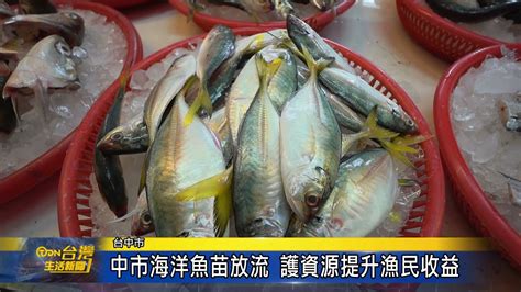 中市海洋魚苗放流 護資源提升漁民收益 台灣生活新聞 Youtube