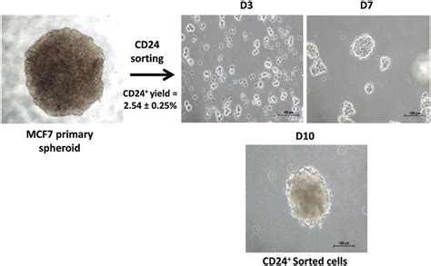 Spheroid Formation Efficiency Of Sorted CD24 MCF 7 Cells At Days 3