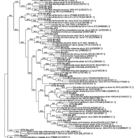 Unrooted Phylogenetic Tree Constructed Based On The Bacterial 16s Rrna