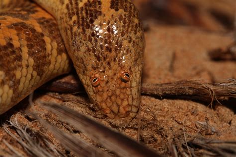 Arabian Sand Boa The Derpy Snake That Looks Like Its Got Googly Eyes