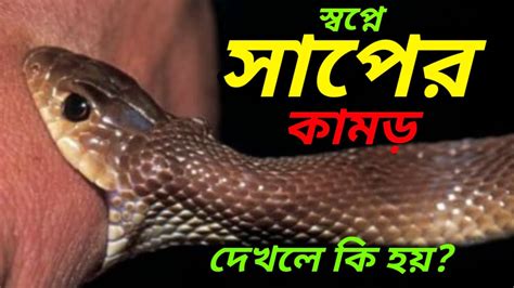 স্বপ্নে সাপে কামড়ালে কি হয়ছোট সাপবড় সাপ সাপের স্বপ্নের ব্যাখ্যা